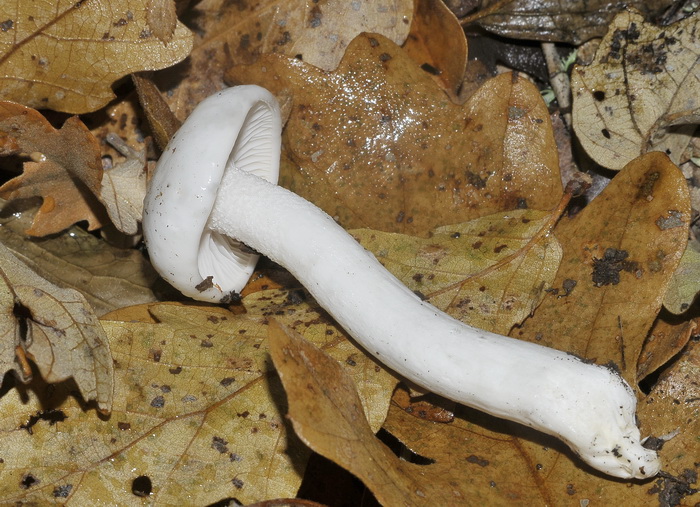 Hygrophorus eburneus ?